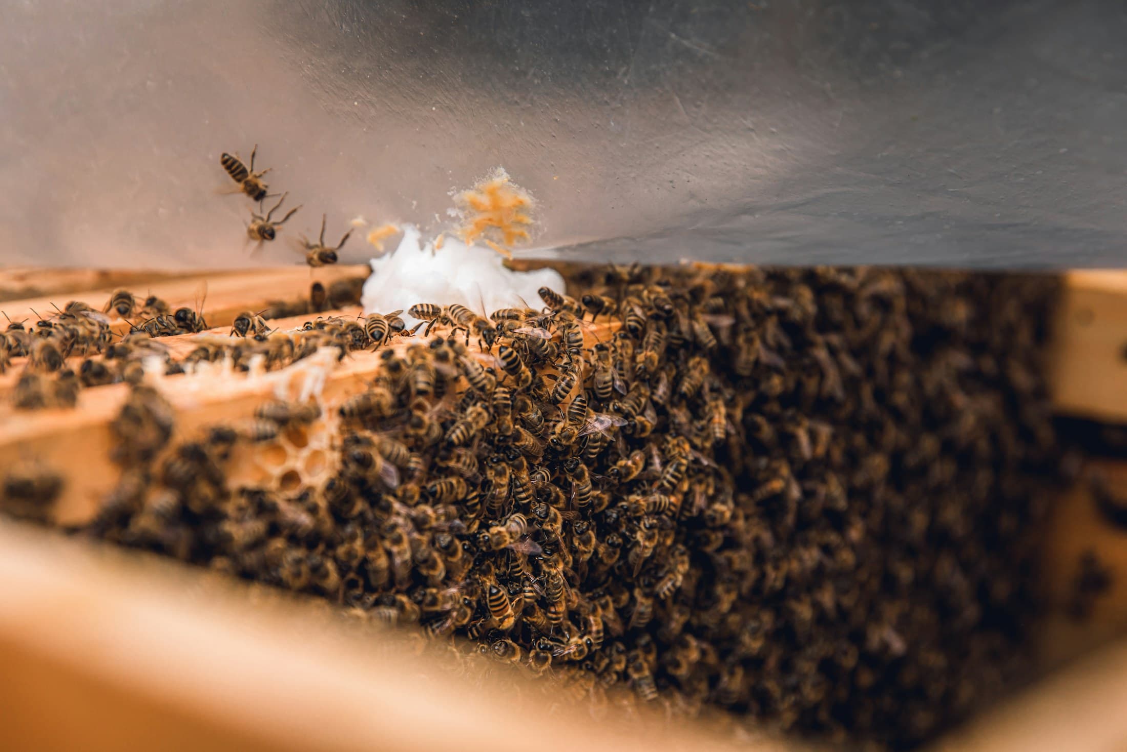 La ruche — l'abeille noire